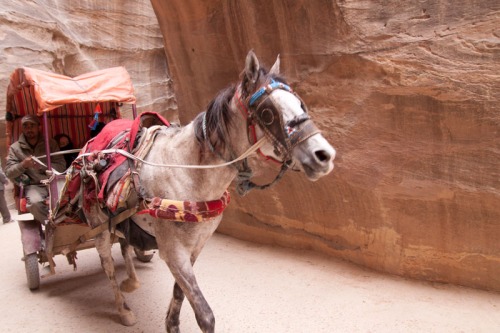 Hästdroska i Petra