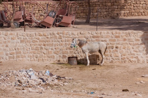 Trött häst i Petra
